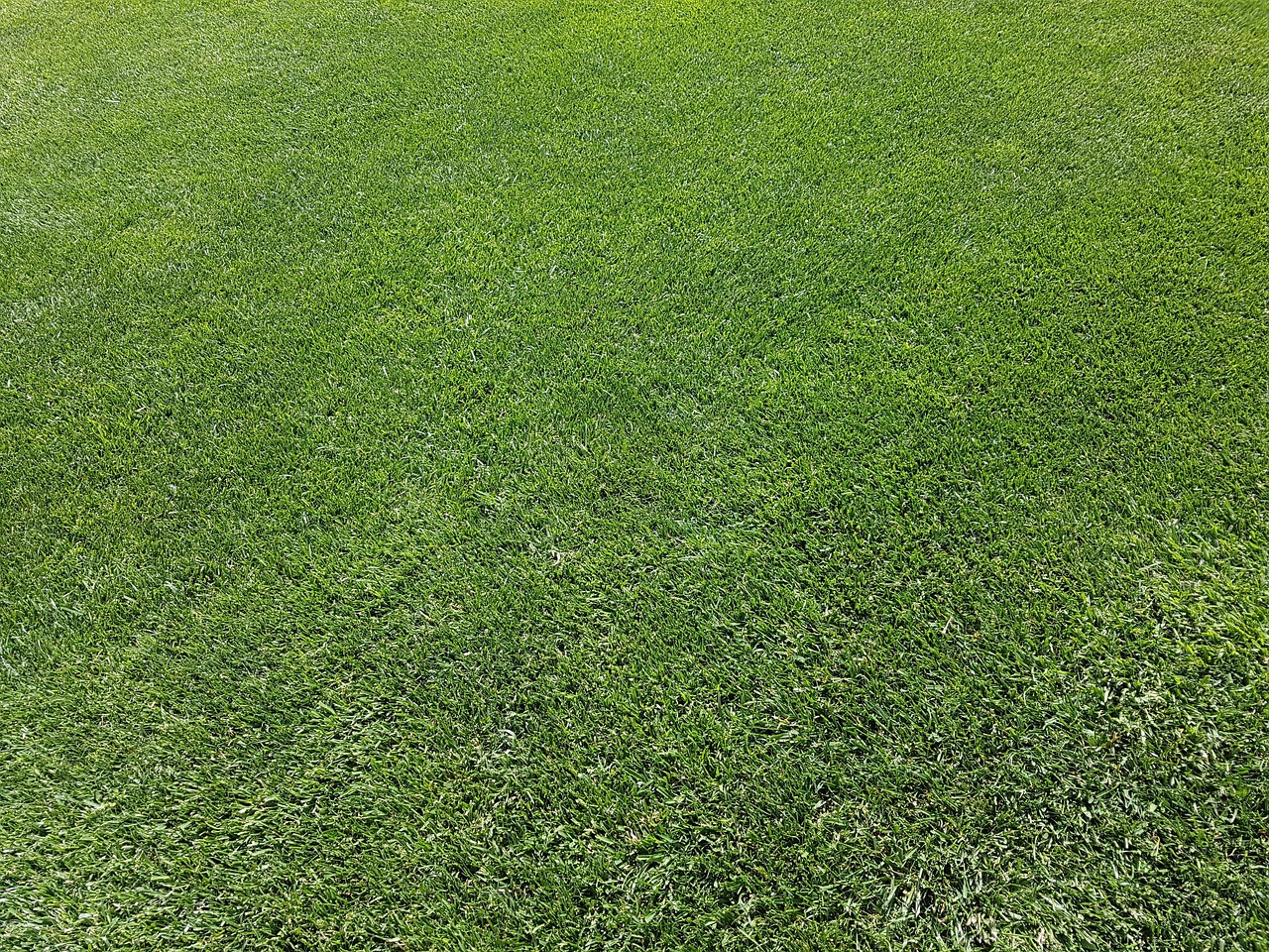 A finished, manicured green lawn at a home in Hilton Head Island, SC